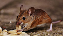 24 Hour & Emergency Exterminators in Lookout, KY